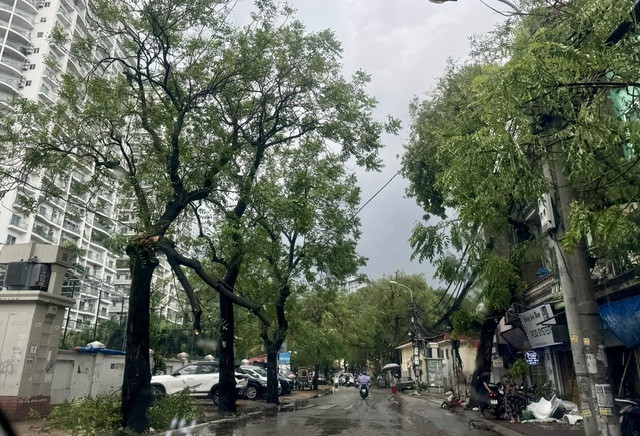 Bí thư Hà Nội chỉ đạo cây nào trồng lại được là phải trồng lại kịp thời, cây nào yếu phải chuyển về vườn ươm chăm sóc. Ảnh: VGP/Gia Huy