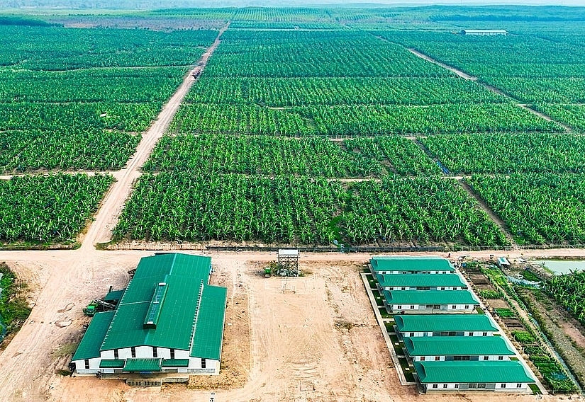 THACO dự kiến đạt doanh thu 1 tỷ USD xuất khẩu nông sản trong thời gian tới