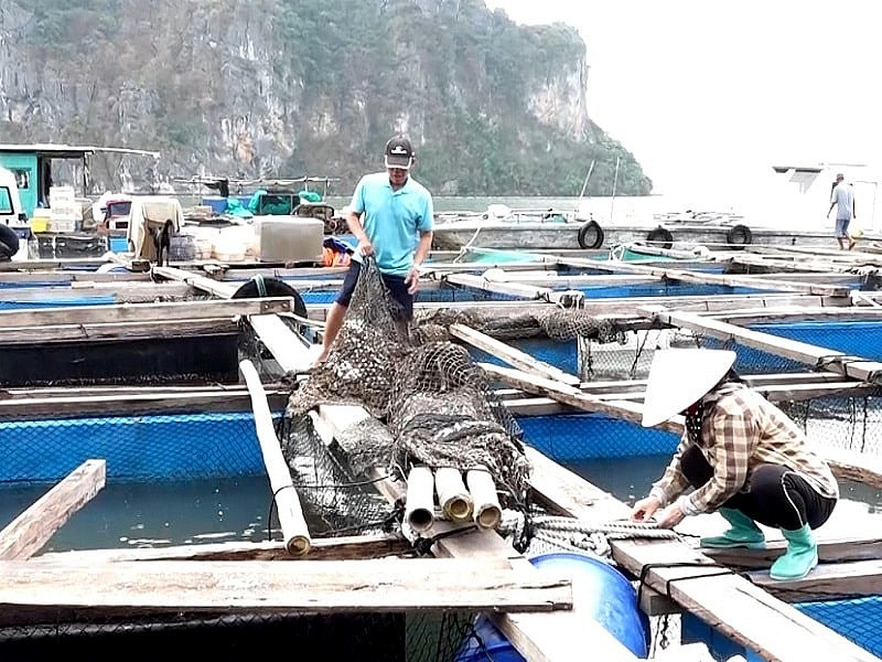 Thủ tướng chỉ đạo đẩy mạnh khôi phục sản xuất nông nghiệp sau bão số 3- Ảnh 1. Thủ tướng chỉ đạo đẩy mạnh khôi phục sản xuất nông nghiệp sau bão số 3- Ảnh 1.