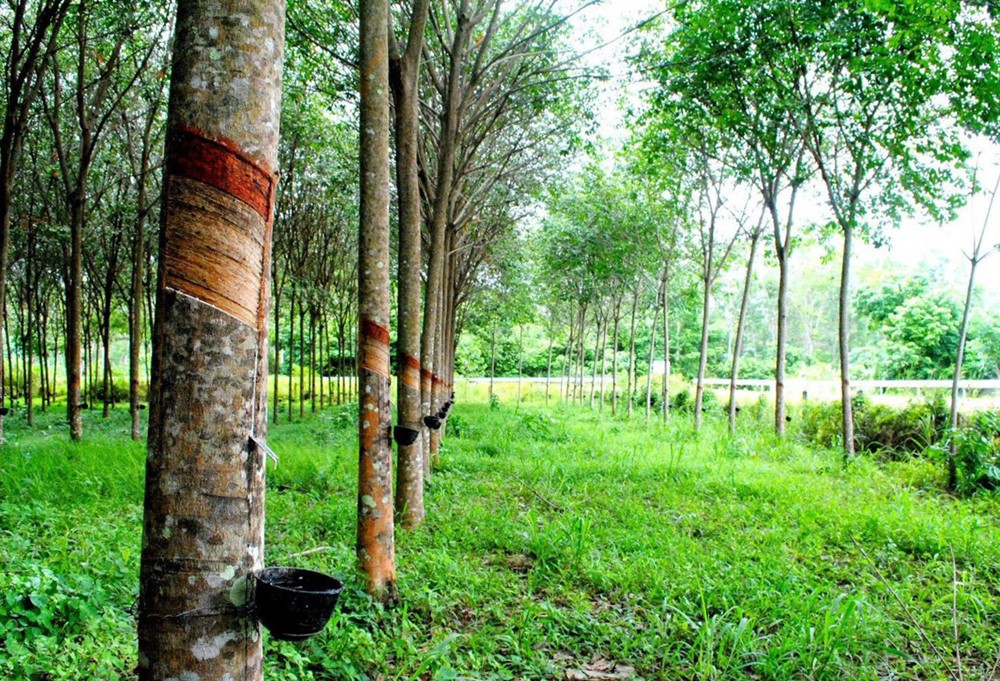 Việt Nam ‘mạnh tay’ chi 2,2 tỷ đô nhập khẩu loại ‘vàng trắng’ để phục vụ sản xuất trong nước, hiện sở hữu diện tích hơn 900.000 ha và xuất khẩu đứng thứ 3 thế giới - ảnh 1
