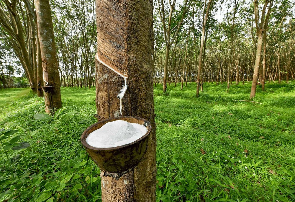 Việt Nam ‘mạnh tay’ chi 2,2 tỷ đô nhập khẩu loại ‘vàng trắng’ để phục vụ sản xuất trong nước, hiện sở hữu diện tích hơn 900.000 ha và xuất khẩu đứng thứ 3 thế giới - ảnh 2