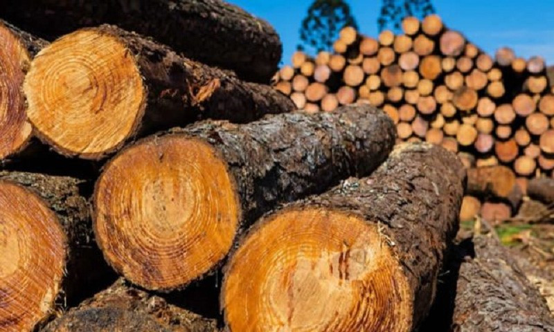 Loại gỗ 'đắt hơn vàng', Việt Nam chỉ còn 8 cá thể ngoài tự nhiên - ảnh 1