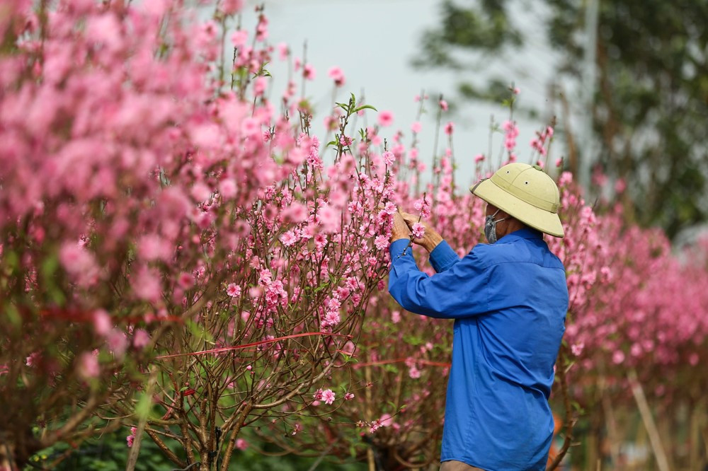 Làng trồng đào hàng trăm năm nằm dưới cây cầu thép dây văng lớn nhất Việt Nam tất bật chuẩn bị vụ Tết - ảnh 7