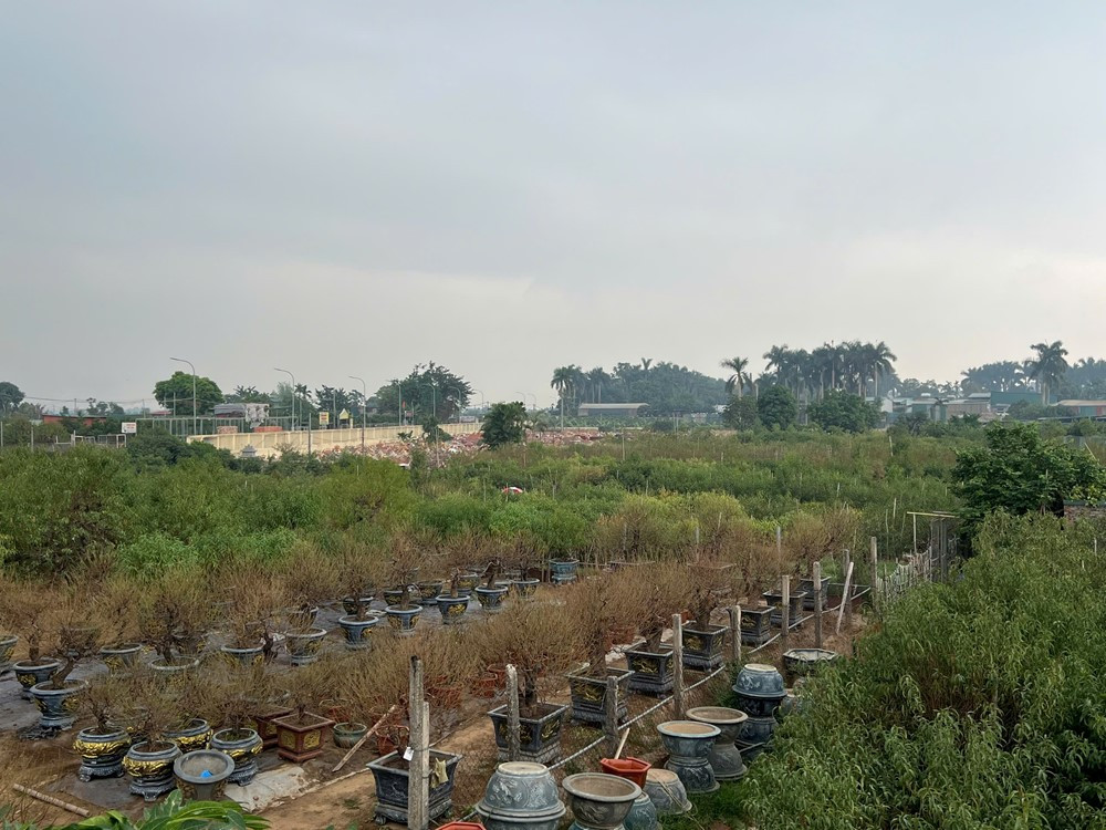 Làng trồng đào hàng trăm năm nằm dưới cây cầu thép dây văng lớn nhất Việt Nam tất bật chuẩn bị vụ Tết - ảnh 2