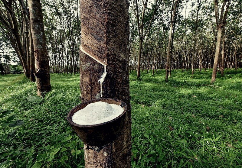 Loại cây ‘cho vàng trắng’ của Việt Nam đang được Malaysia ra sức săn lùng: Diện tích trồng gần cả triệu ha, đã xuất đi hơn 80 nước - ảnh 2